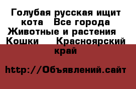 Голубая русская ищит кота - Все города Животные и растения » Кошки   . Красноярский край